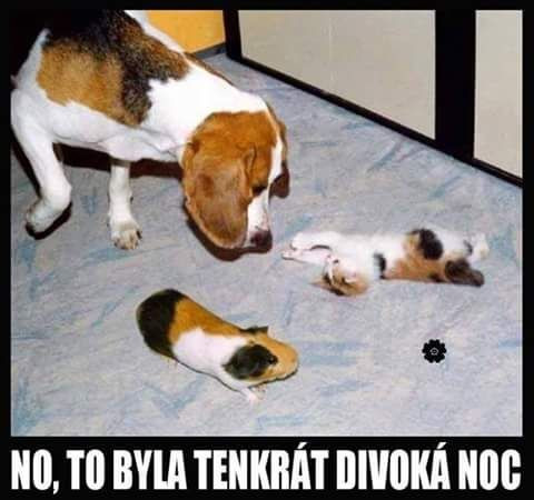 Divoká noc